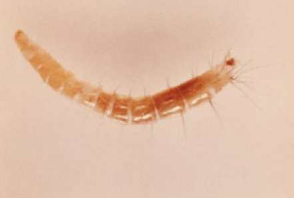 foto de larva de una pulga