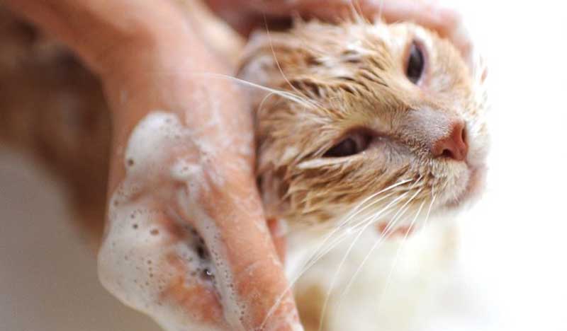 gato bañándose para eliminar pulgas