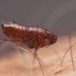 foto de una pulga