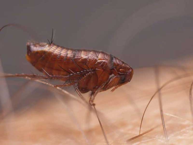 foto de una pulga