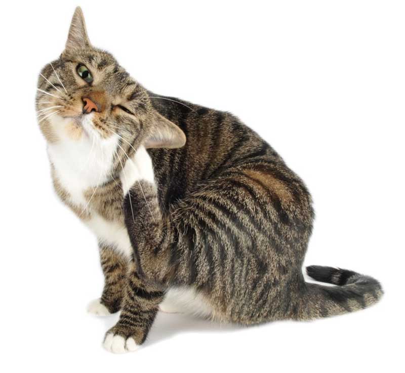 foto de gato rascándose con pulgas