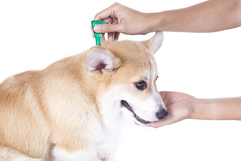 Perro usando pipeta para eliminar pulgas en perros