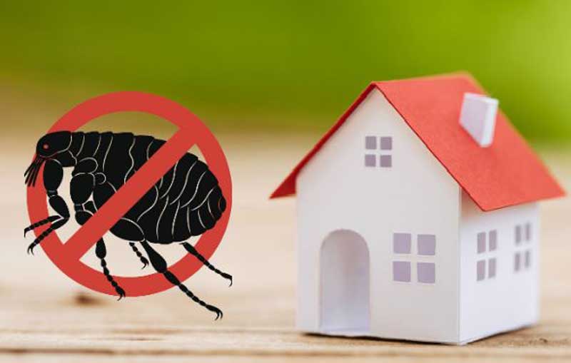 Foto de prohibido pulgas en casa